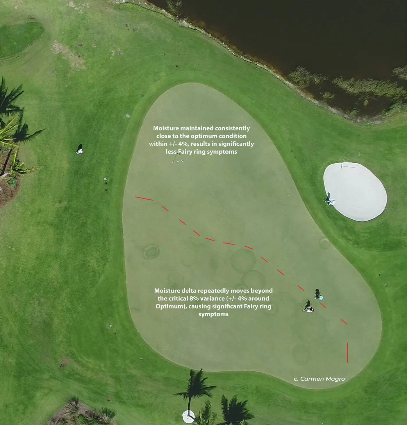 Aerial photograph of a putting green from Dr. Magro&rsquo;s Fairy ring research: the upper half, kept within &plusmn;4% of optimum moisture, shows almost no fairy ring; the lower half, where moisture repeatedly swung beyond the 8% range, shows rings of symptoms