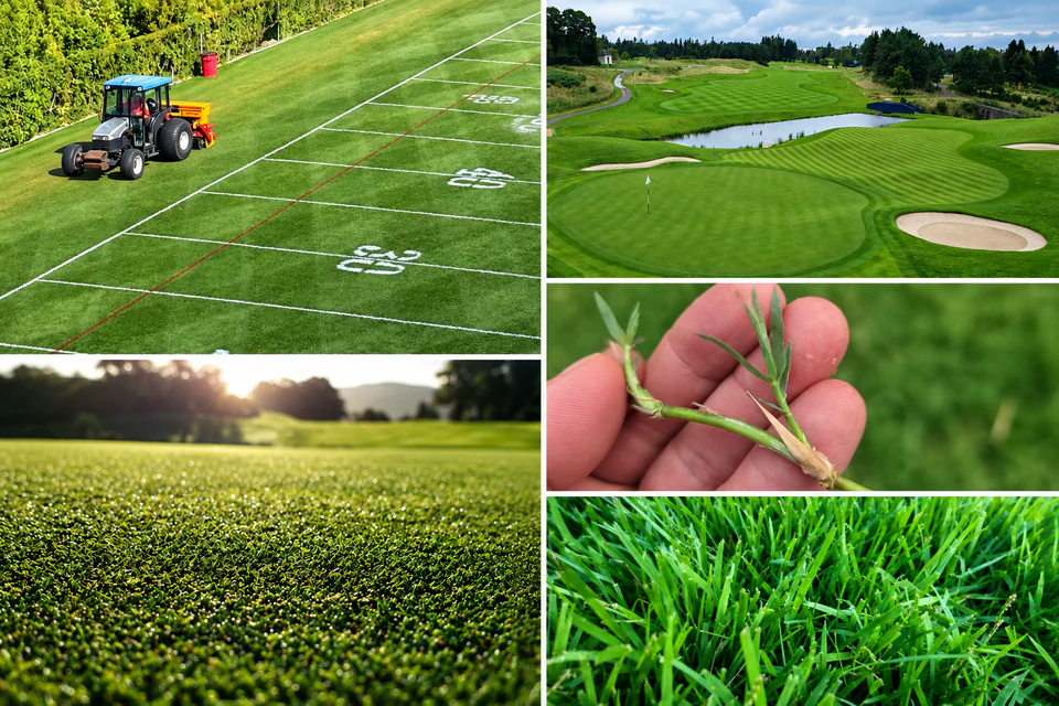 Five turfgrass photographs: a tractor drawing a seeder across a line-marked sports field, an aerial view of a golf hole with a pond and bunkers, a turfgrass plant held between finger and thumb, dewy fine turf at sunrise, and a close-up of green grass blades