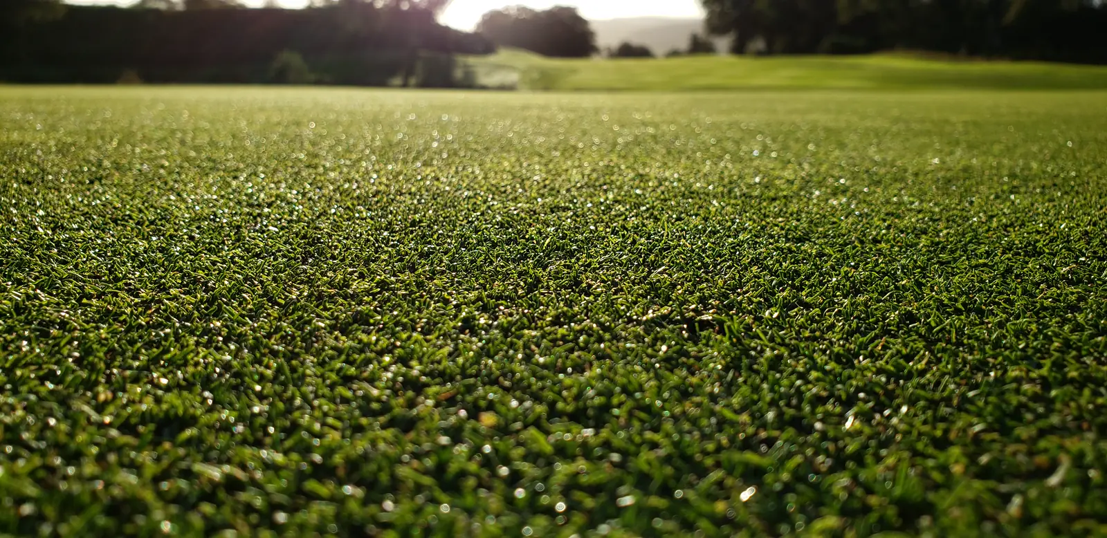 Close-up of dense low-cut turf, seen through a keyhole, with the fairway and tree line beyond