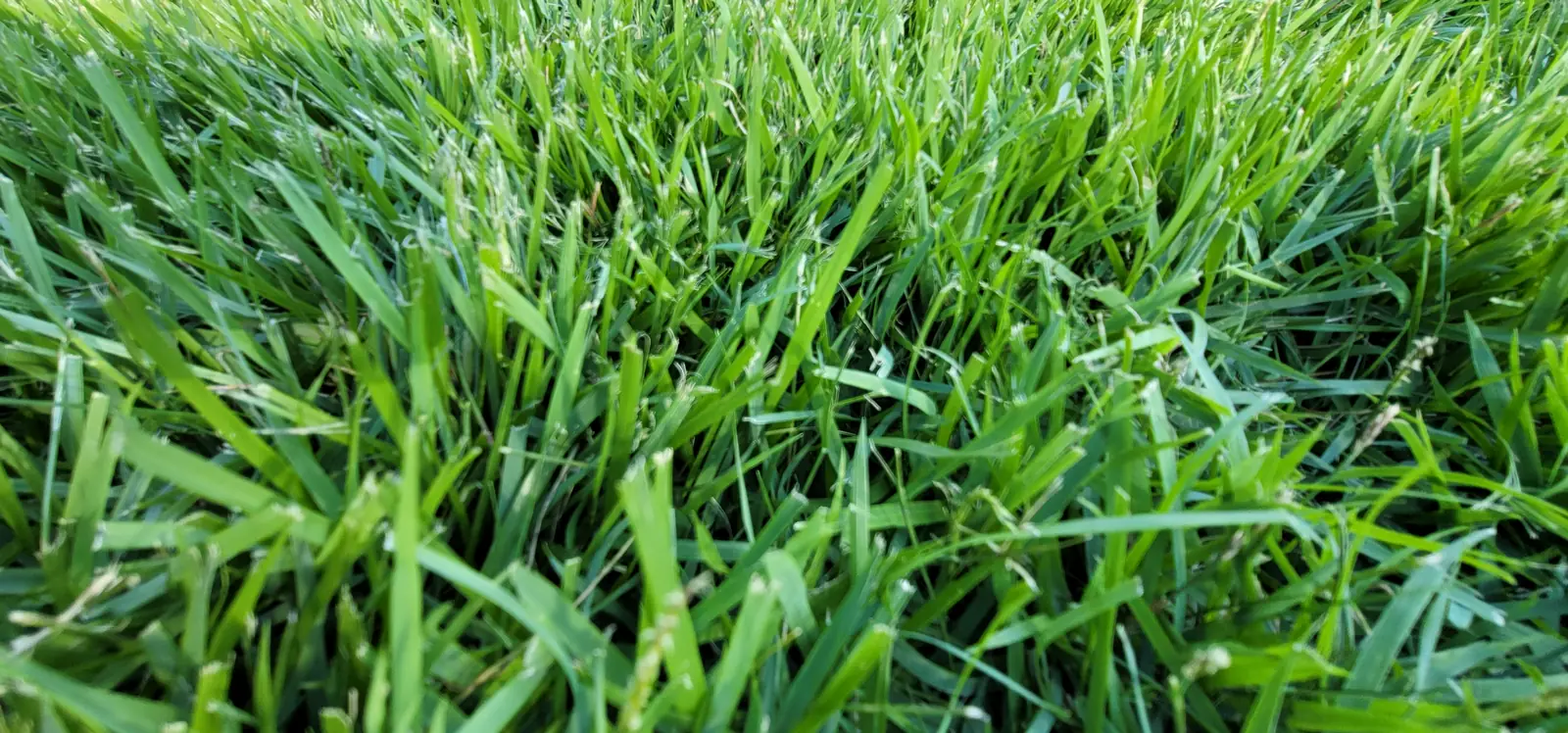Close-up of a rough-height, mixed turf stand